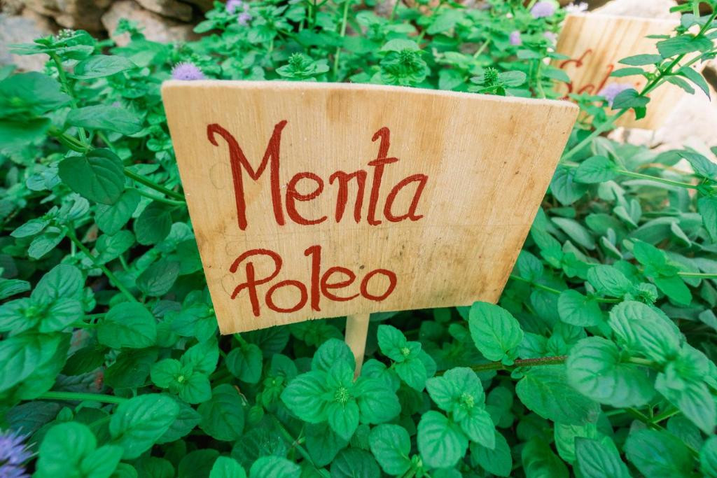Pennyroyal muntposter tussen groene bladeren in een tuin op Tenerife.