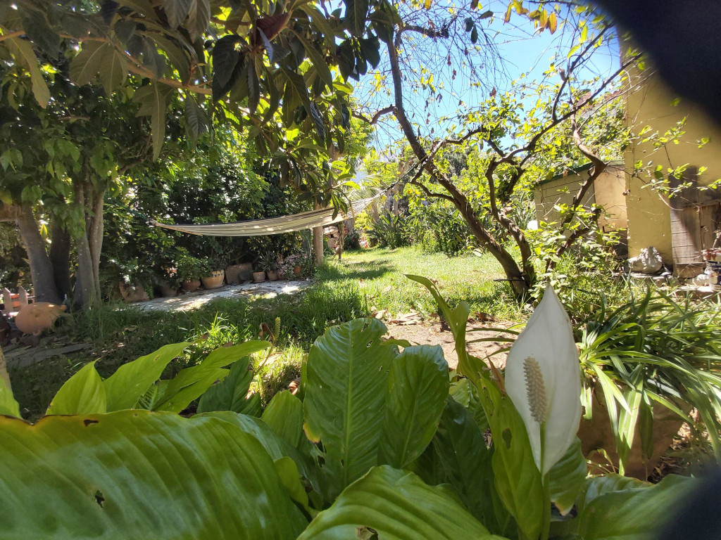 Tuin in La Orotava met hangmat en planten onder bomen.