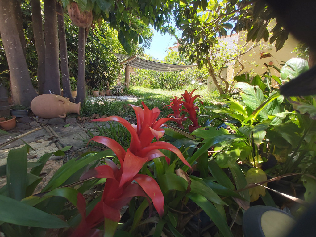 Rode bloemen en hangmat in een schaduwrijke tuin op Tenerife.