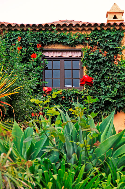 Raam omlijst door klimop en omgeven door planten en rozen in een tuin op Tenerife.