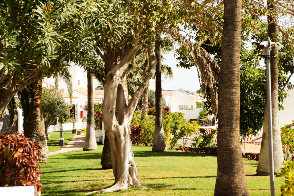 Tuin met palmbomen en woonhuizen op Tenerife.