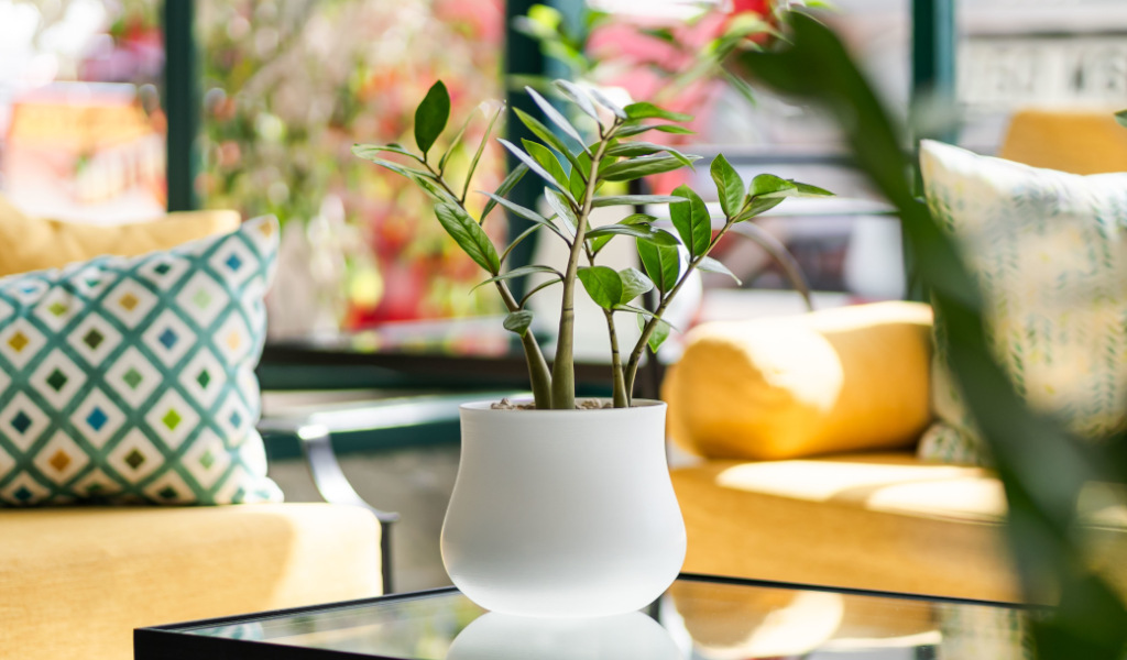 Witte potplant op tafel, gele en geometrische kussens op de achtergrond op Tenerife.