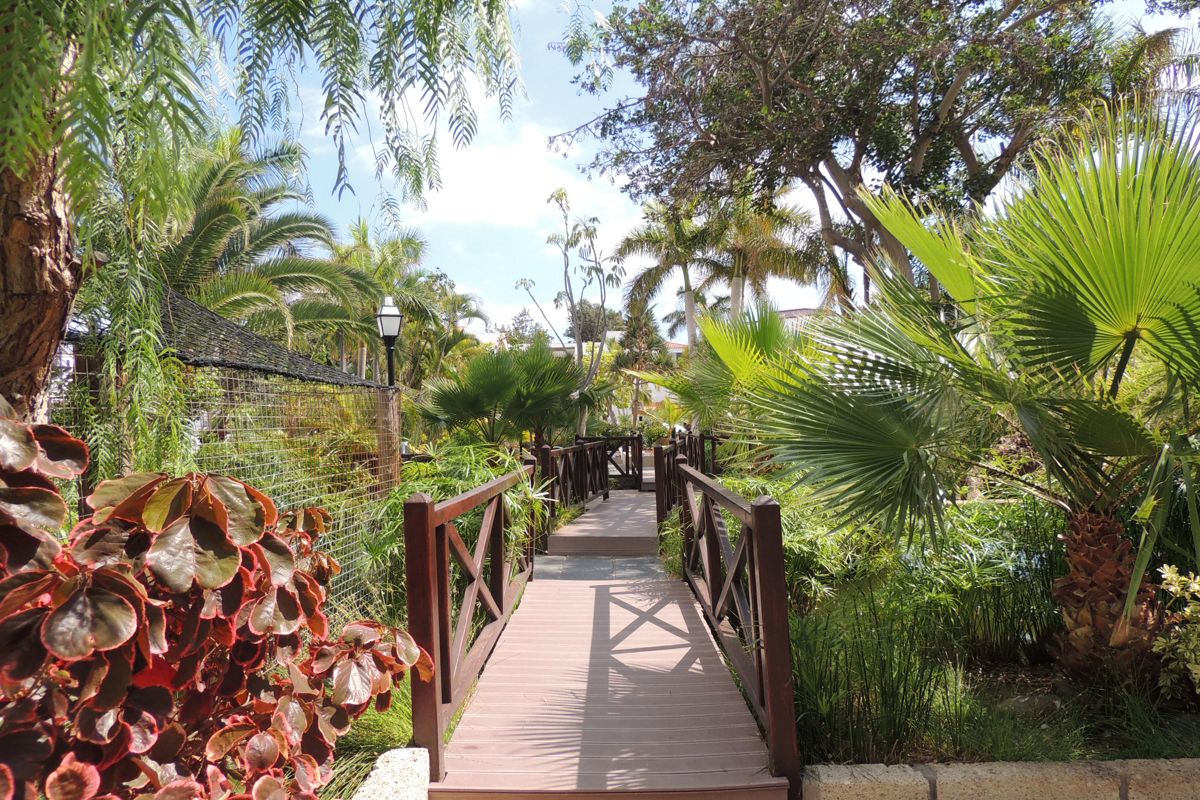 Houten wandelpad omgeven door tropische vegetatie op Tenerife.