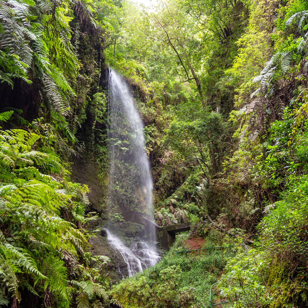 Waterval omgeven door vegetatie in het bos van Anaga, Tenerife.
