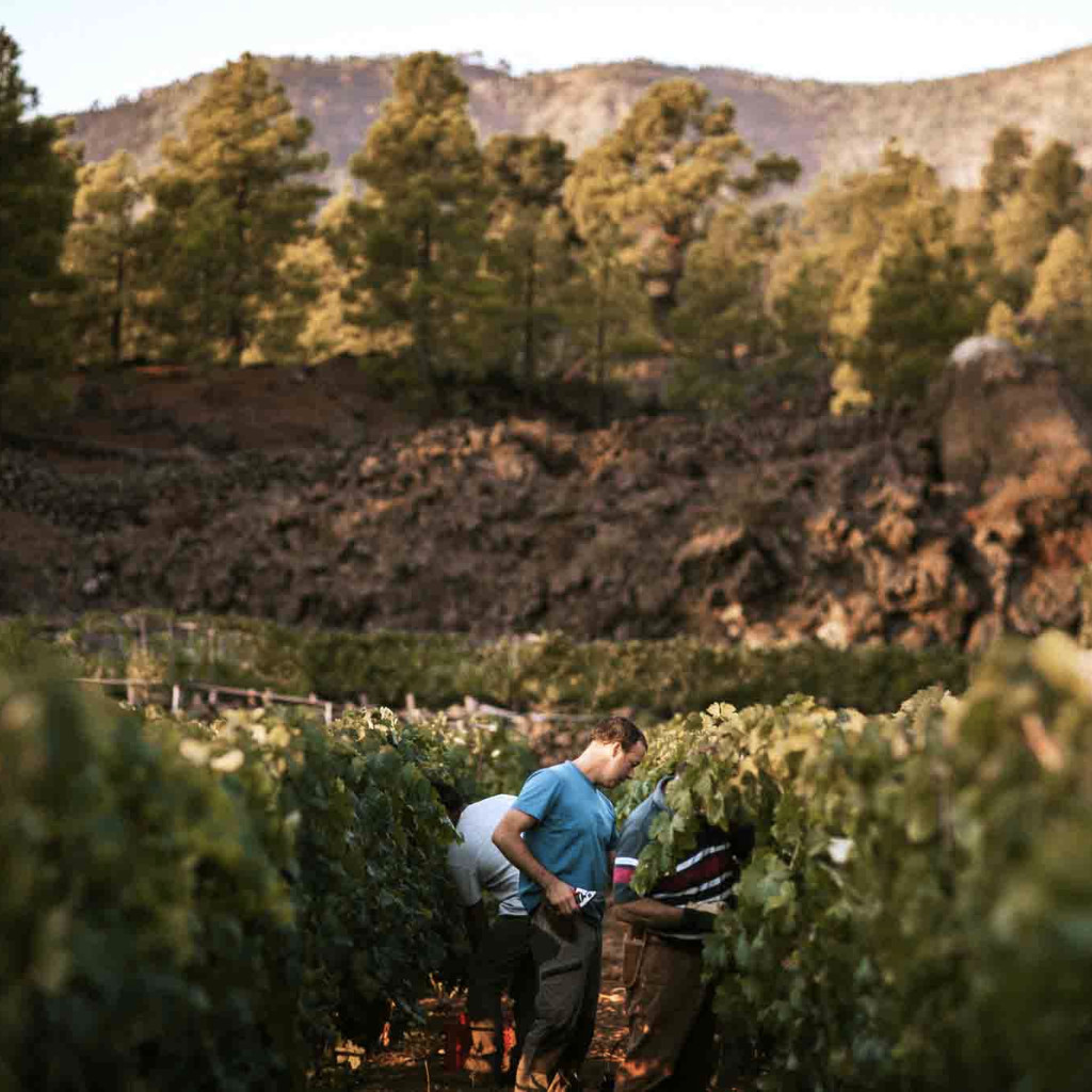 Mensen die druiven oogsten in een wijngaard op Tenerife met bergen op de achtergrond.