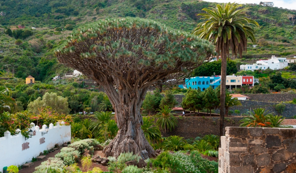 Oude drakenboom in Icod de los Vinos, Tenerife, omringd door groen en kleurrijke huizen.