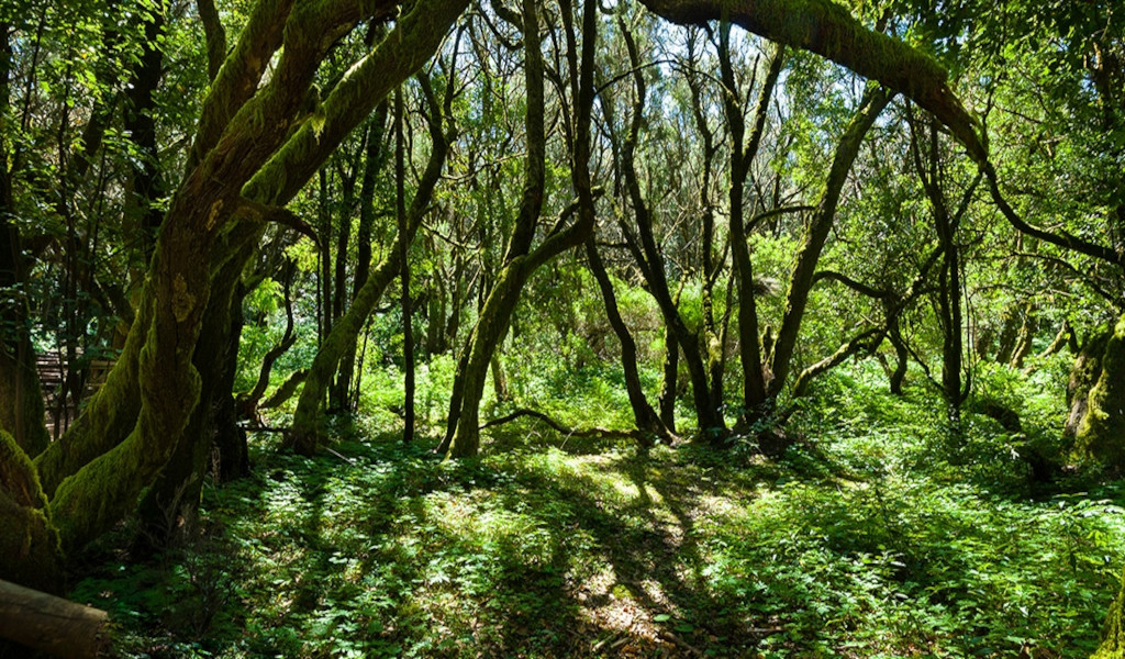 Bos met gebogen bomen en grond bedekt met vegetatie in Anaga, Tenerife.