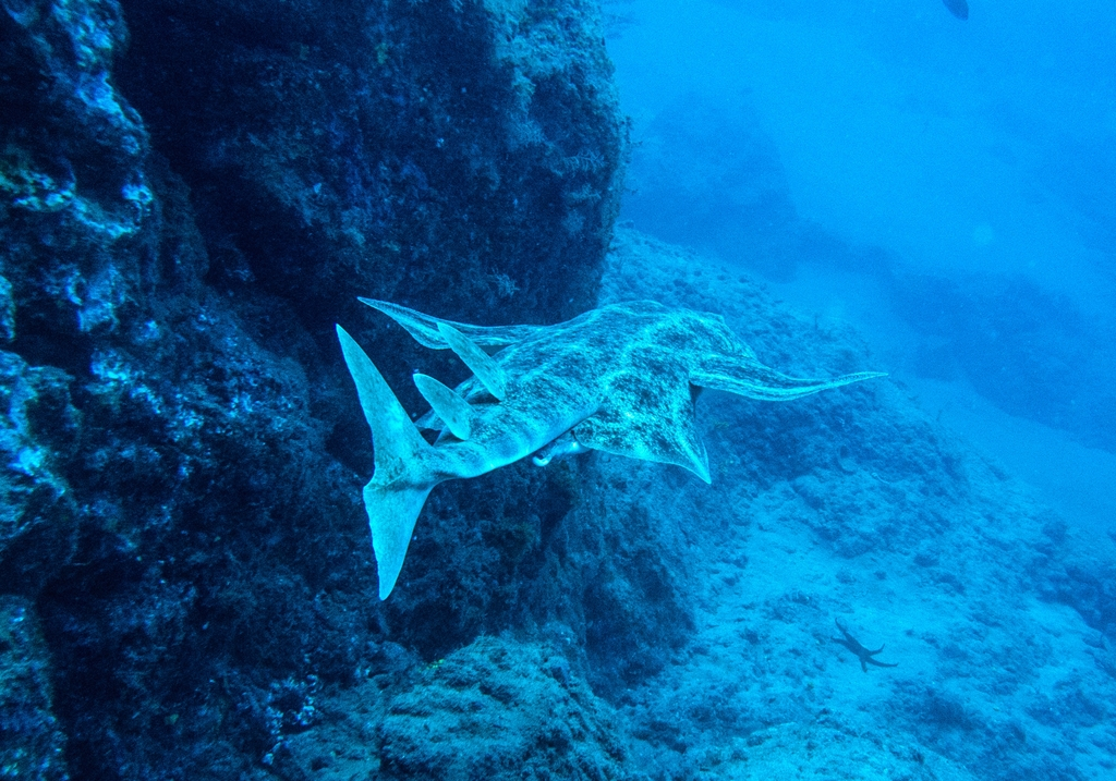 Engelhaai zwemt vlakbij de zeebodem in het water van Tenerife.