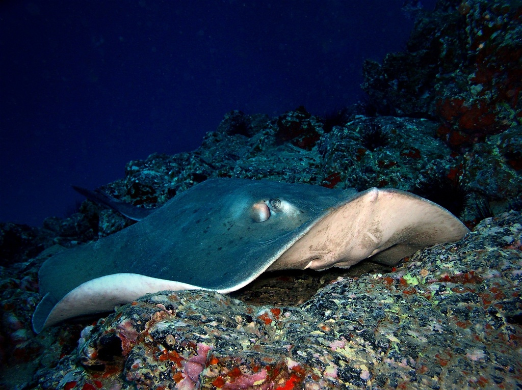 Manta die over het rif op Tenerife zwemt.