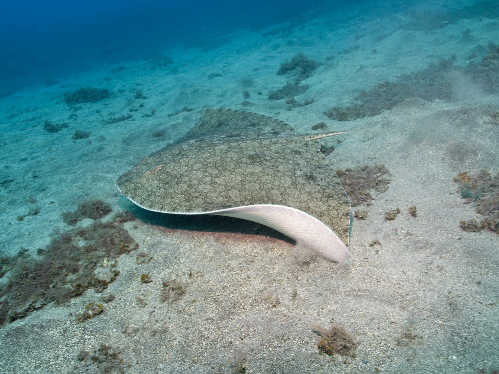 Ray zwemt op de zeebodem bij Tenerife.