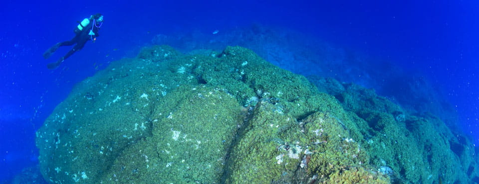 Ocean Friends Diving and Freediving