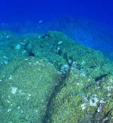 Ocean Friends Diving and Freediving