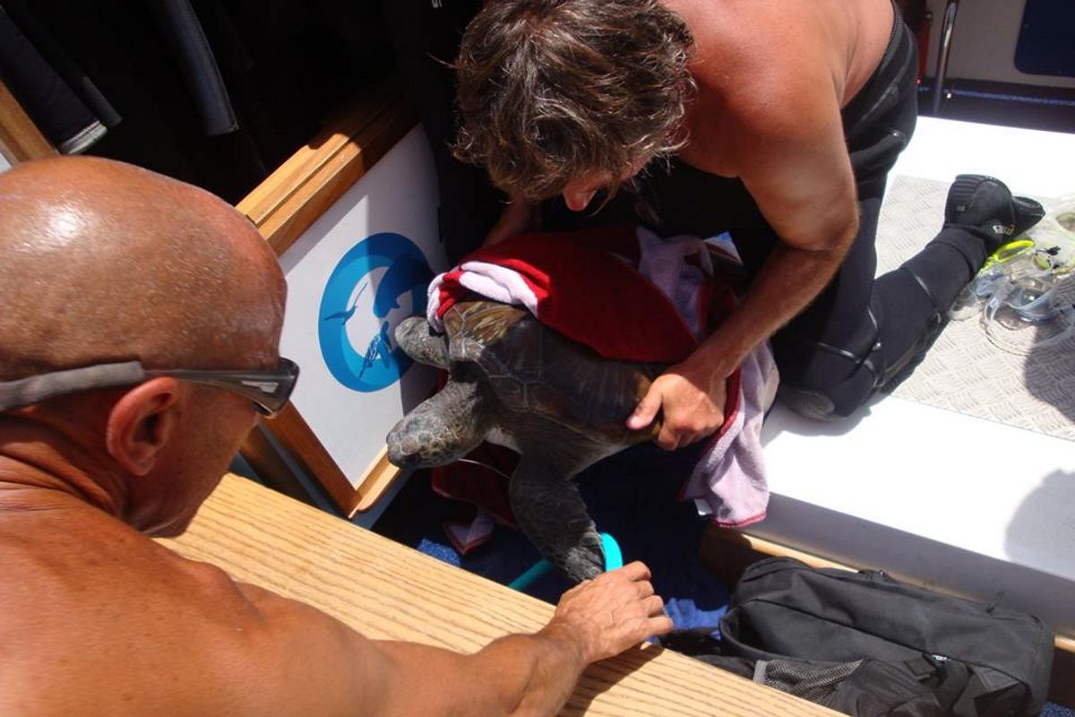Mensen die een zeeschildpad redden op Tenerife.
