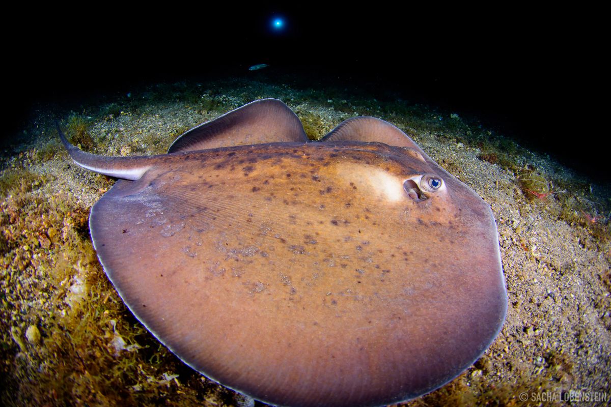 Ray zwemt op de zeebodem bij Tenerife.
