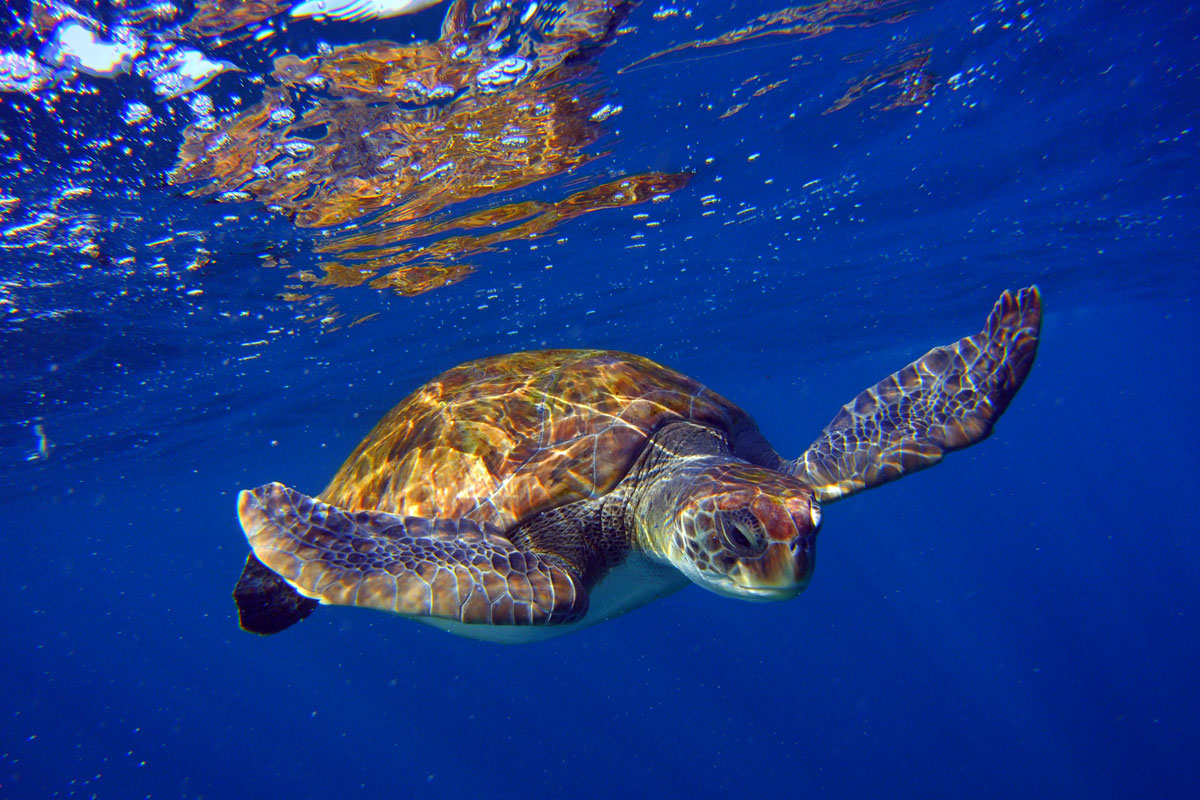 Schildpad zwemt onder water voor de kust van Tenerife.