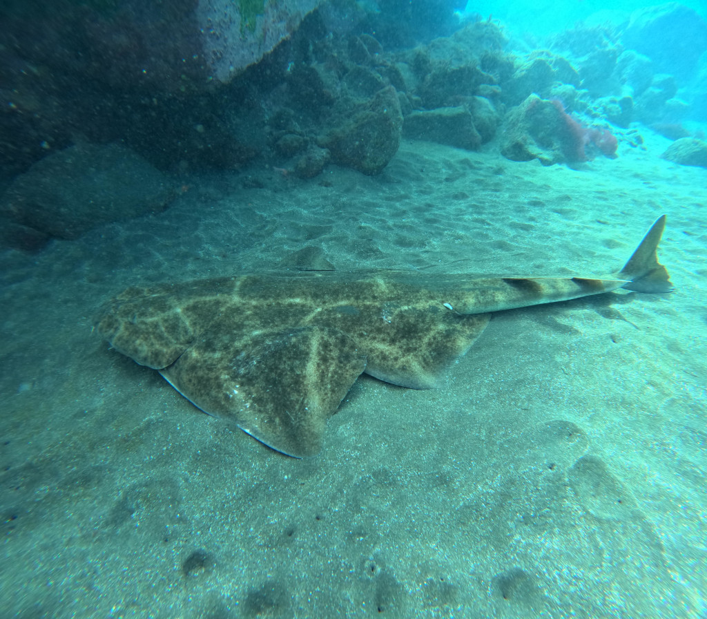 Angelshark haai op de zeebodem nabij Tenerife.