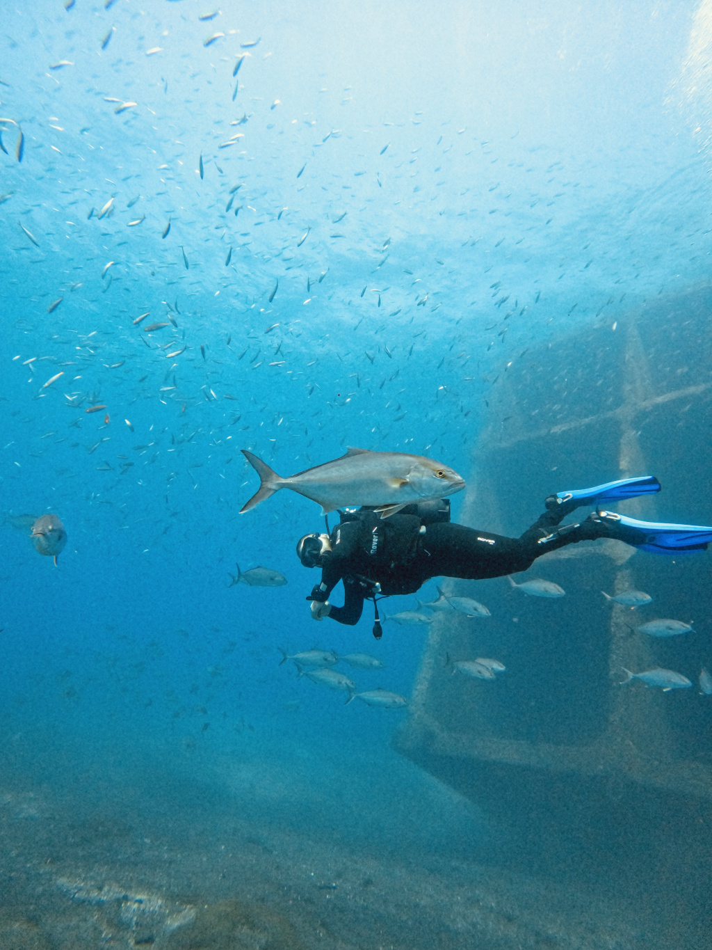 Duiker omringd door vissen naast een gezonken schip in het water van Tenerife.