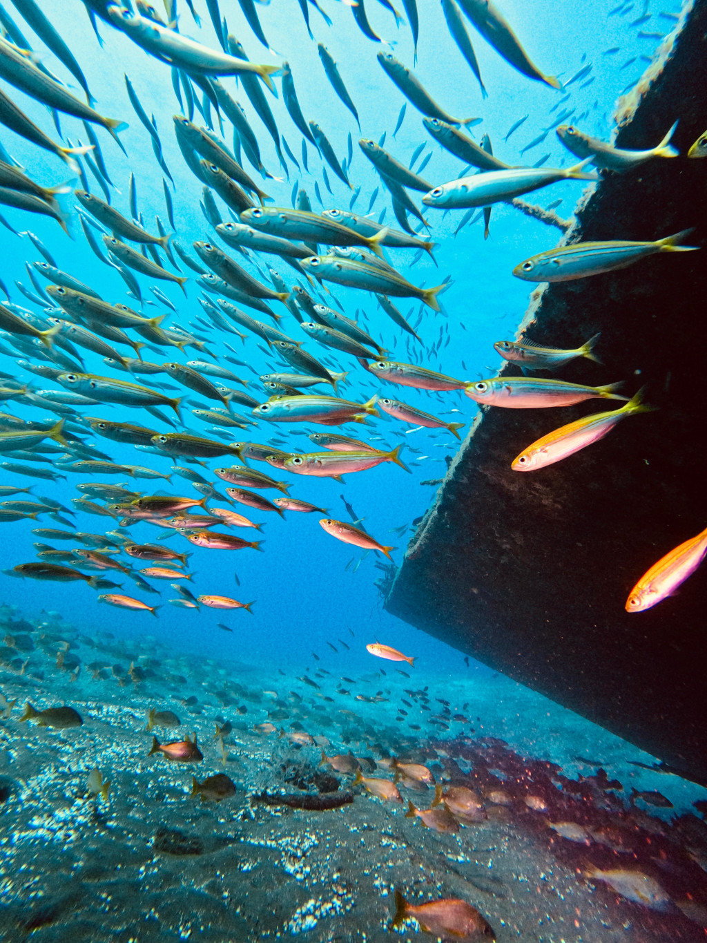 Scholen vissen zwemmen naast een gezonken schip in de wateren van Tenerife.