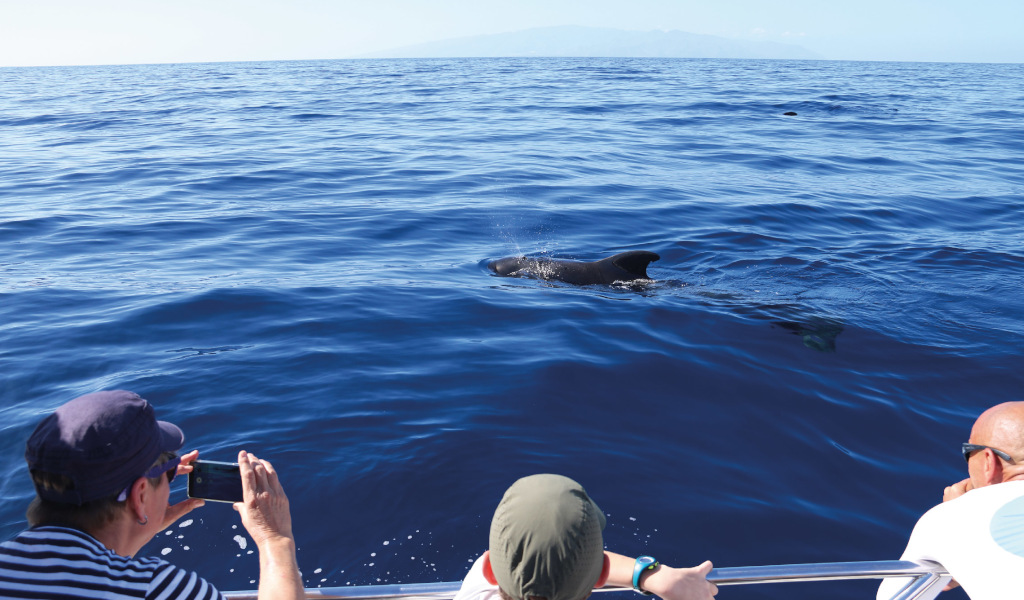 Mensen kijken naar dolfijnen vanaf een boot voor de kust van Tenerife.