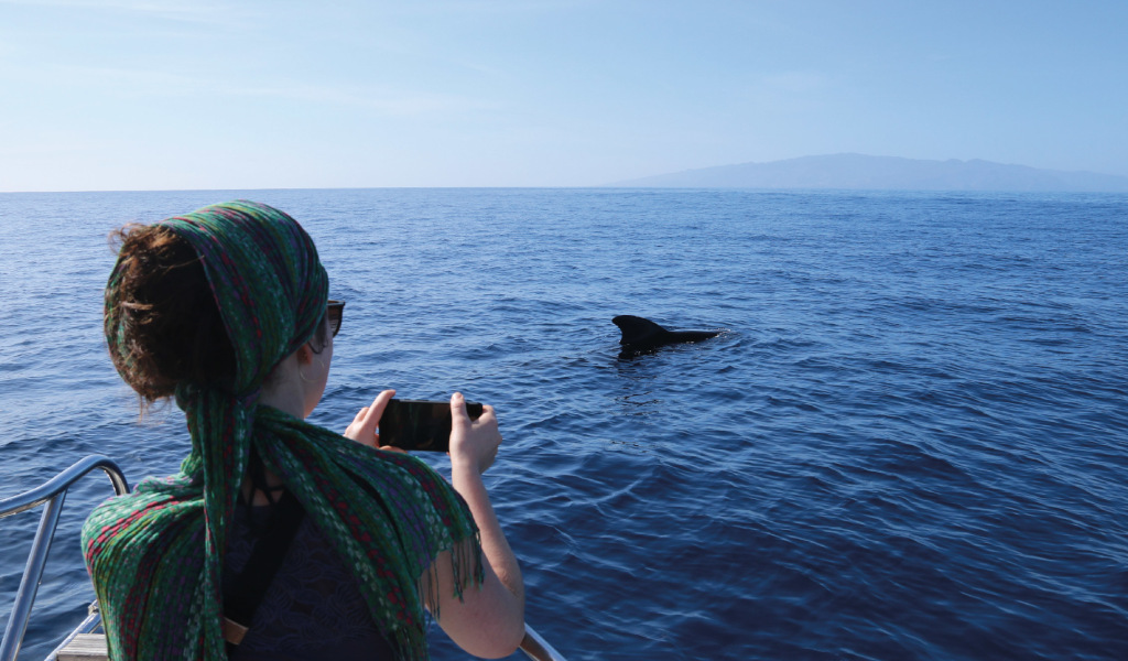 Persoon die dolfijn fotografeert in de zee nabij Tenerife.
