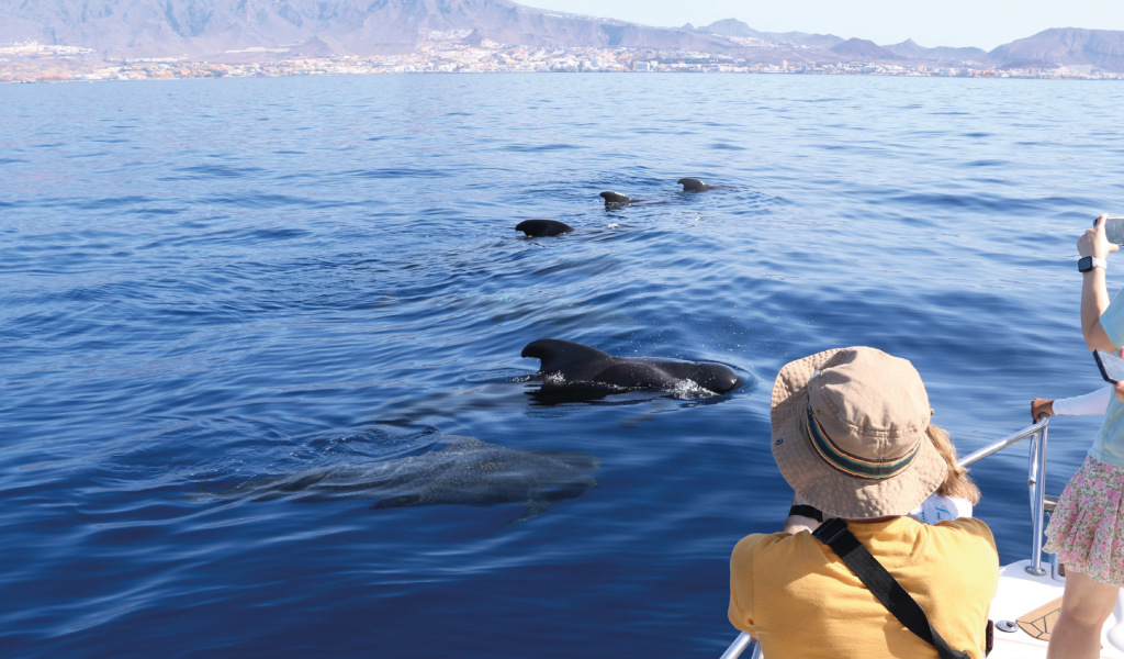 Mensen kijken naar pilotwalvissen in de zee van Tenerife.