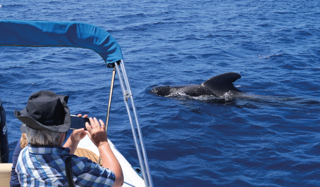 Iemand op een boot walviskijkend in de wateren van Tenerife.