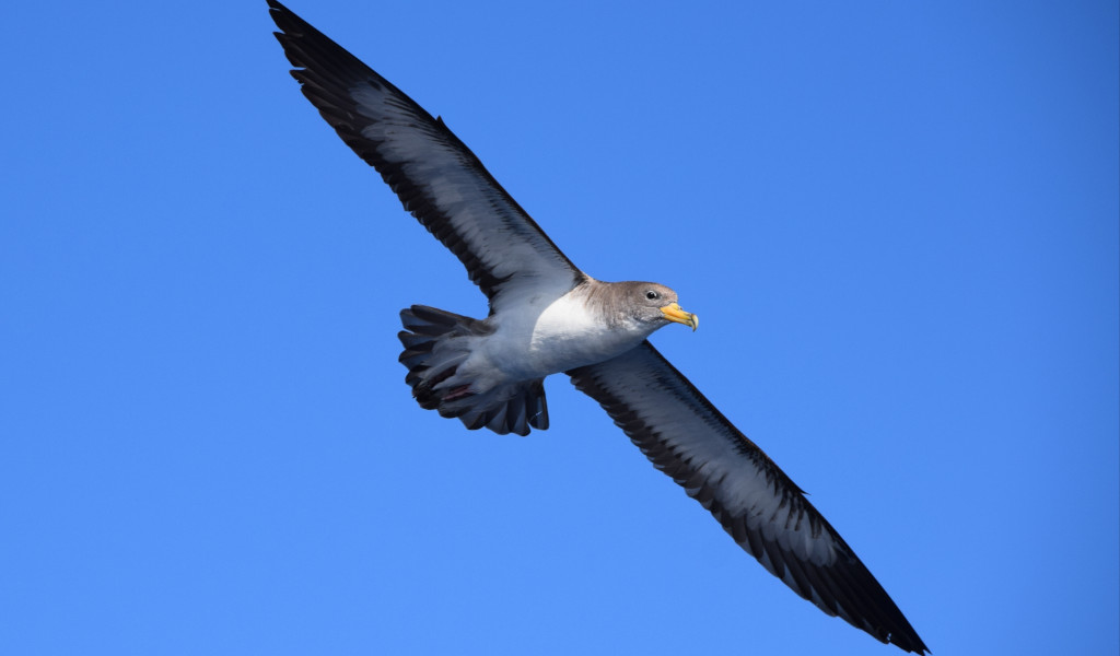 Vogel die in de blauwe lucht boven Tenerife vliegt.