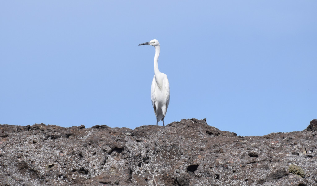 Witte reiger die op een rots staat op Tenerife onder een blauwe lucht.