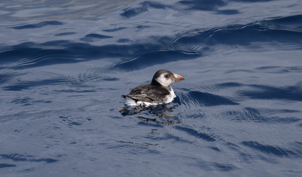 Papegaaiduiker drijft op het water bij Tenerife.