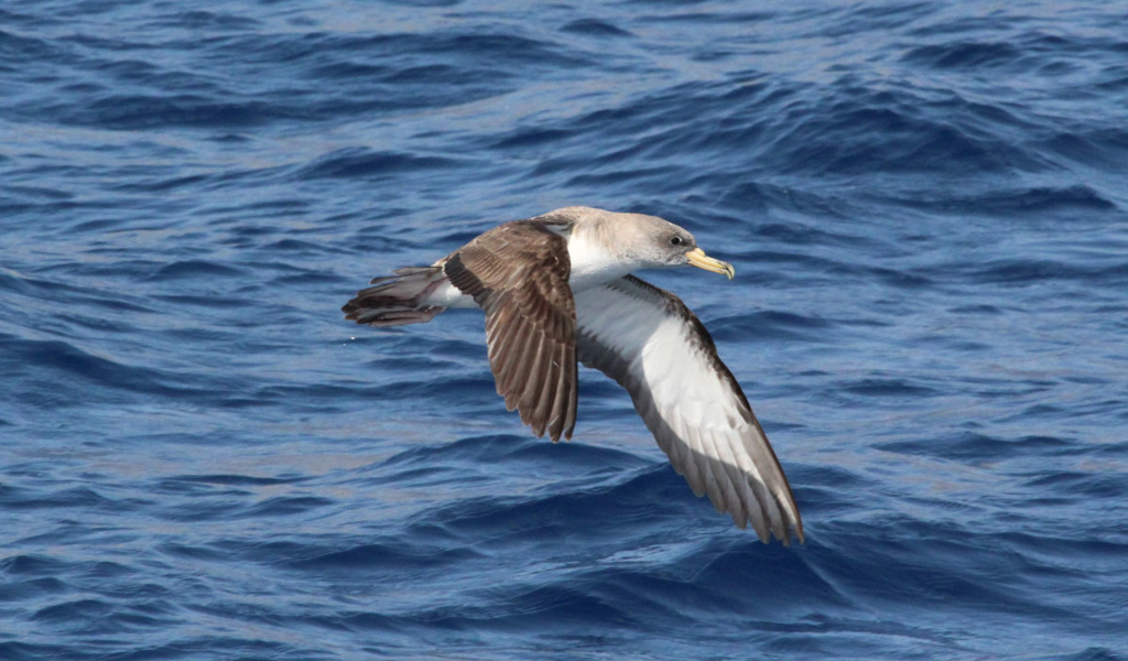 Cory's pijlstormvogel die over zee vliegt op Tenerife.