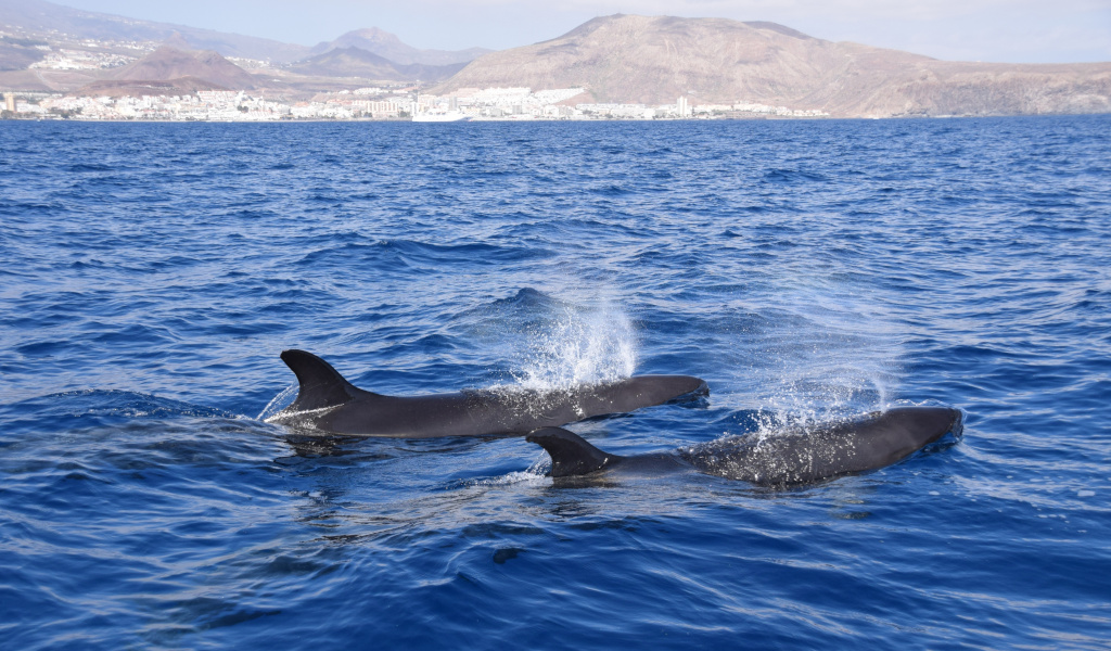 Walvissen zwemmen in de zee voor de kust van Tenerife.