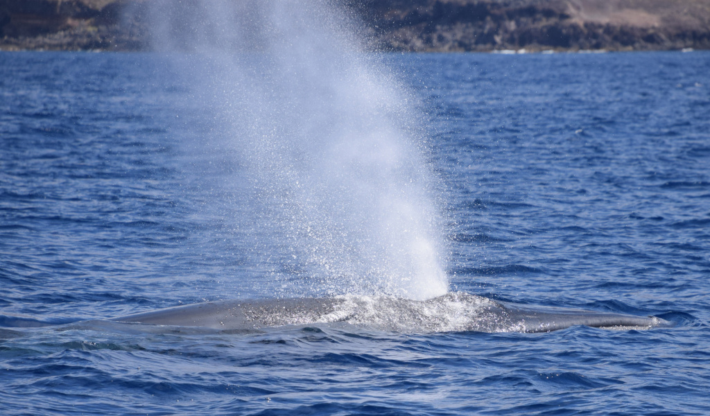 Walvis stoot water uit in zee nabij Tenerife.