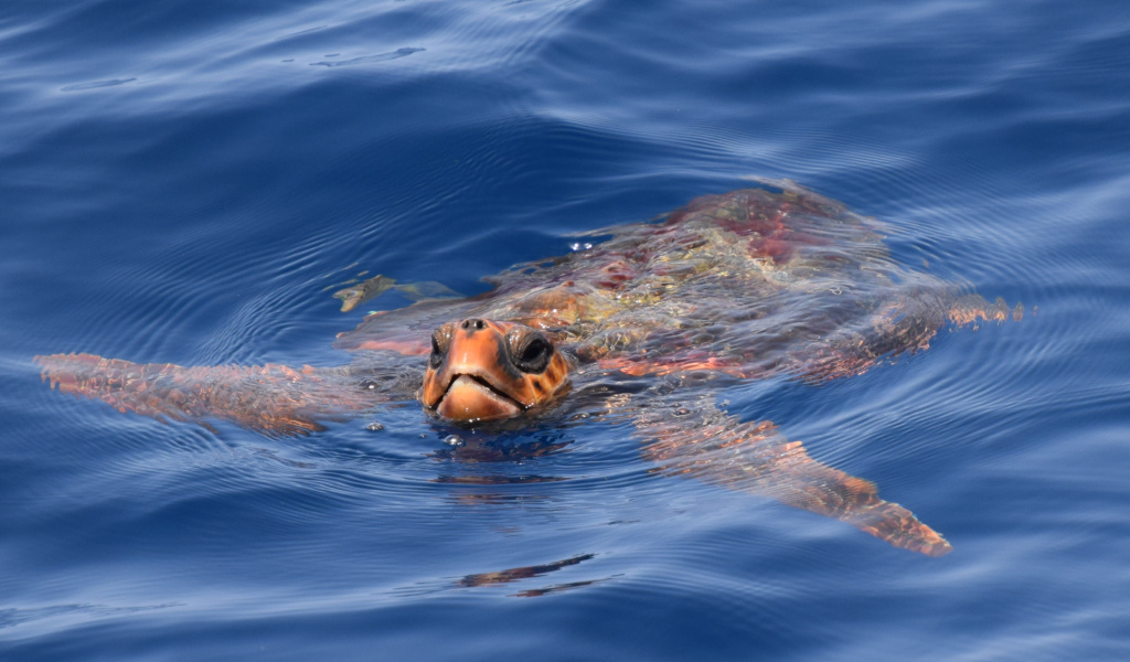 Schildpad zwemt in zee bij de kust van Tenerife.