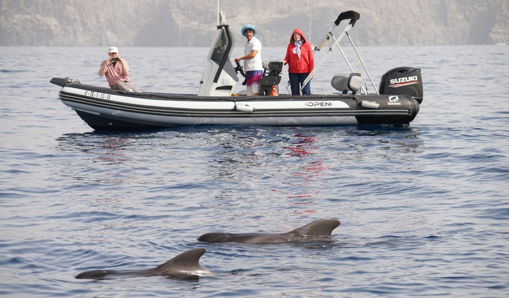 Boot met toeristen die dolfijnen bekijken in zee nabij Tenerife.