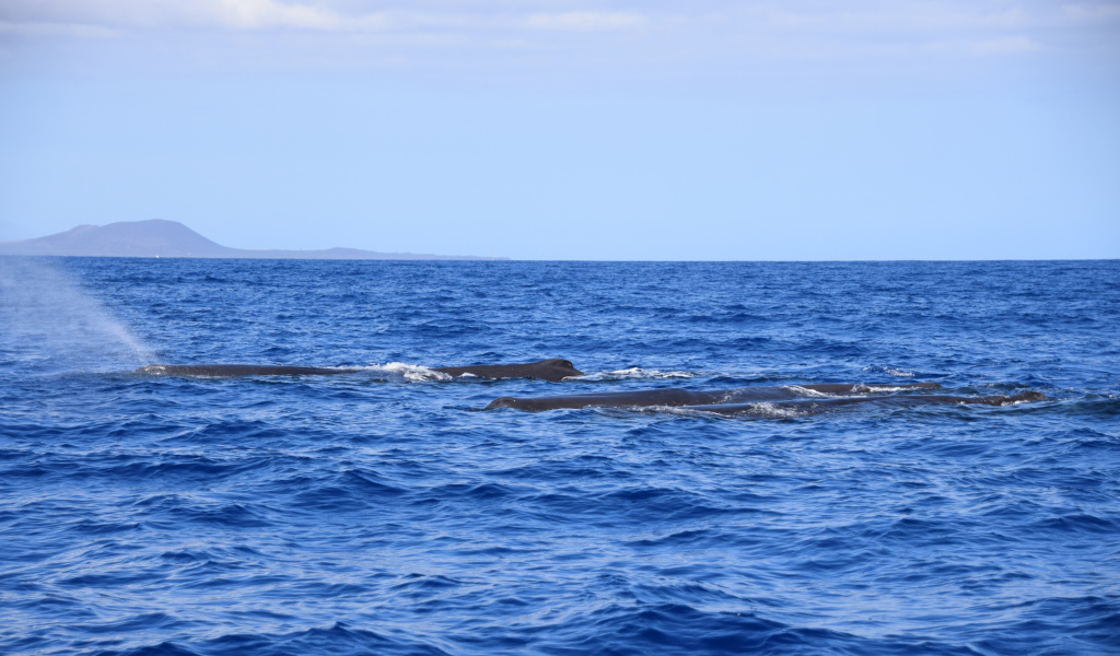 Walvissen in de oceaan voor de kust van Tenerife.