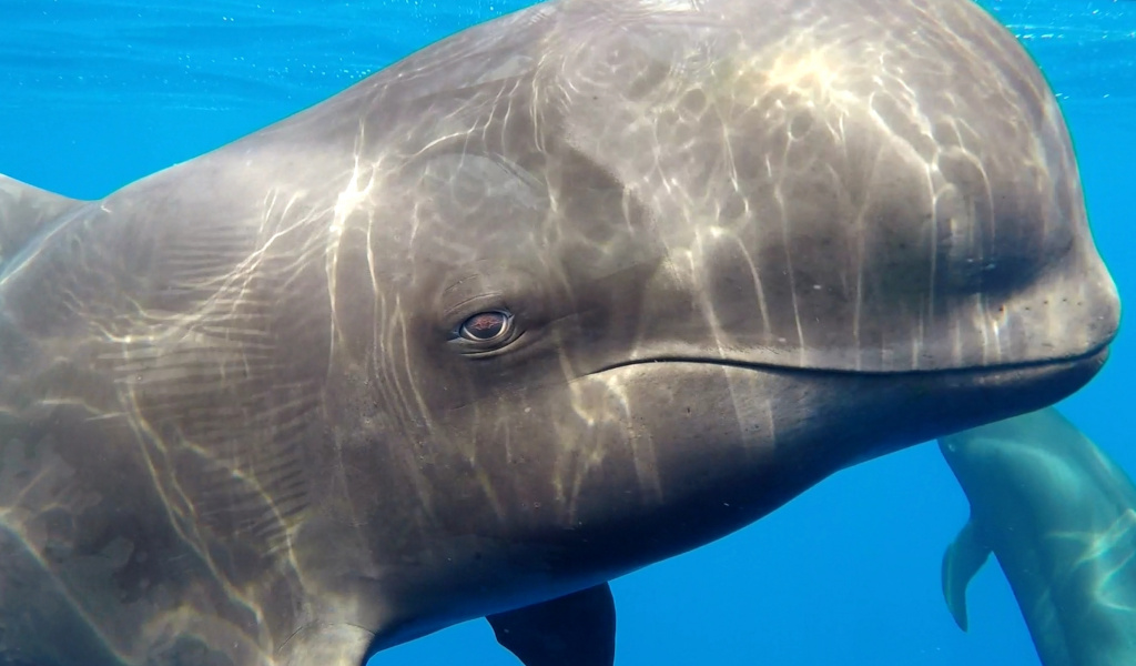 Walvis in kristalhelder water nabij Tenerife.