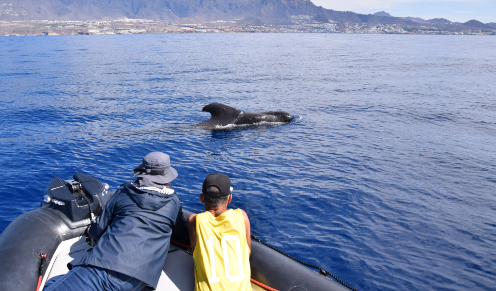 Mensen die een walvis bekijken in het water van Tenerife vanaf een boot.
