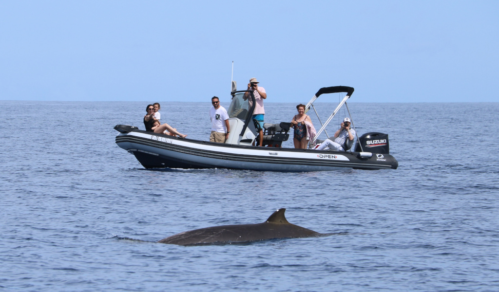 Boot met toeristen die walvissen spotten in de wateren van Tenerife.