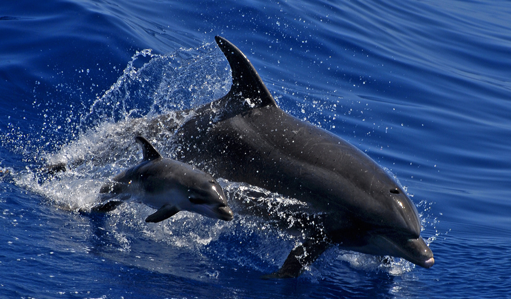 Dolfijnen die zwemmen in het water van Tenerife.