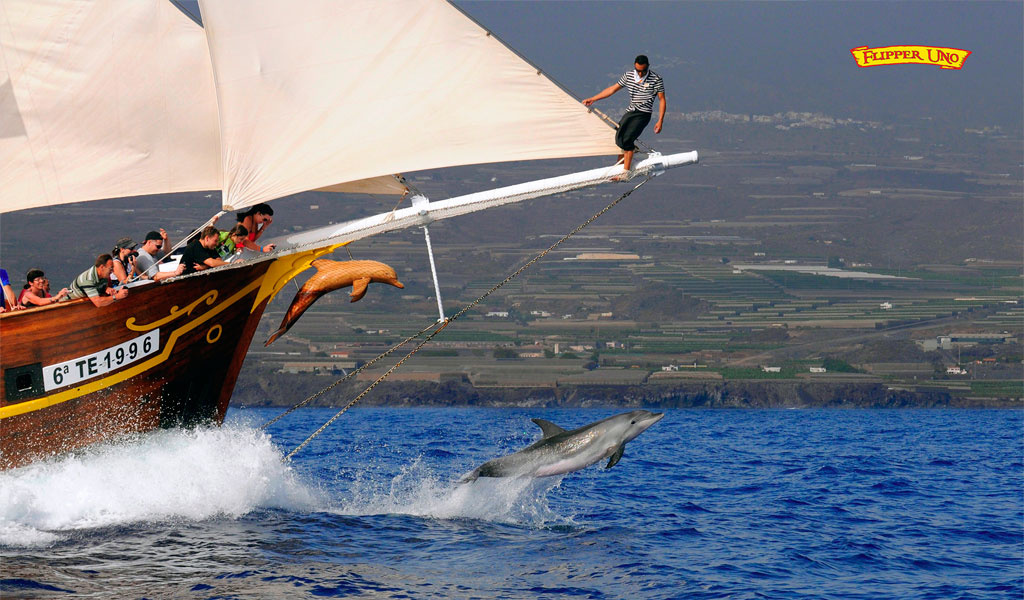 Boot met toeristen op Tenerife die dolfijnen zien springen in zee.