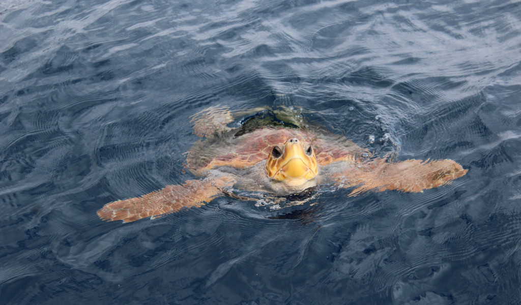 Zeeschildpad zwemt in de oceaan bij Tenerife.