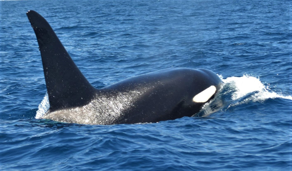 Orka's zwemmen in de oceaan bij Tenerife.