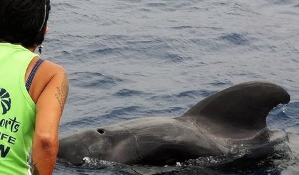 Persoon die een dolfijn in zee bij Tenerife bekijkt.