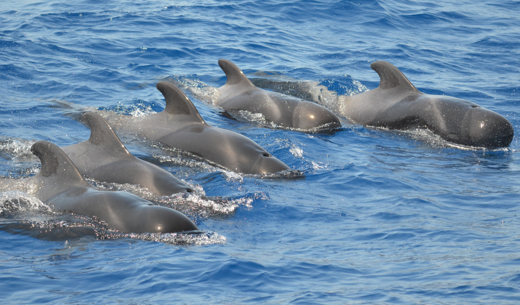Geleiders zwemmen in het water van Tenerife.