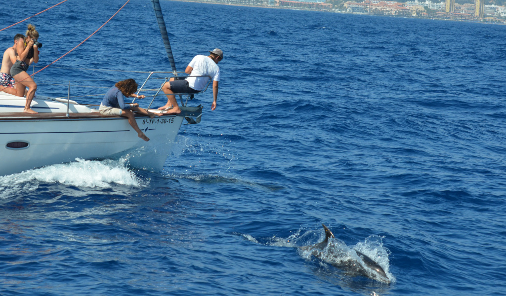 Mensen kijken naar dolfijnen vanaf een zeilboot voor de kust van Tenerife.