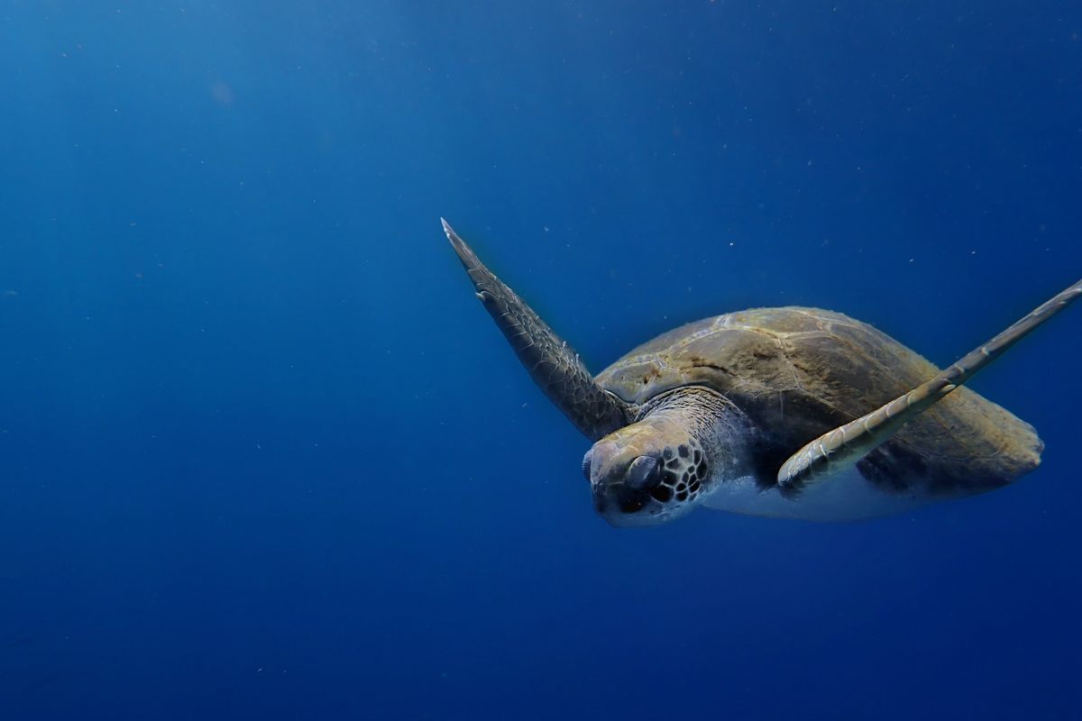 Schildpad zwemt in de oceaan bij Tenerife.
