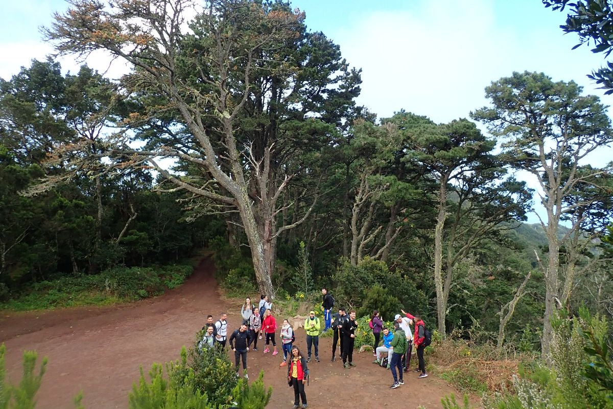 Groep wandelaars op een met bomen omzoomd pad in Anaga, Tenerife.