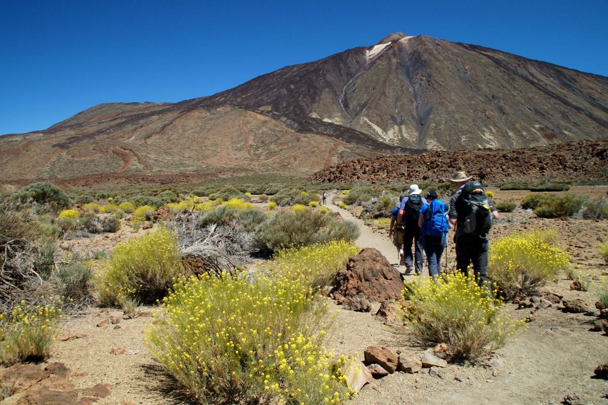 Trail naar de berg Teide op Tenerife, een groep mensen die tussen planten en bergen wandelt.