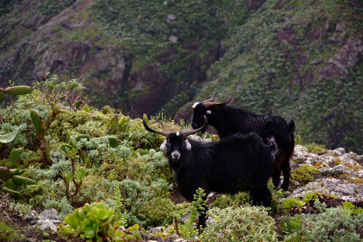 Geiten in een bergachtig landschap van Tenerife met groene begroeiing.