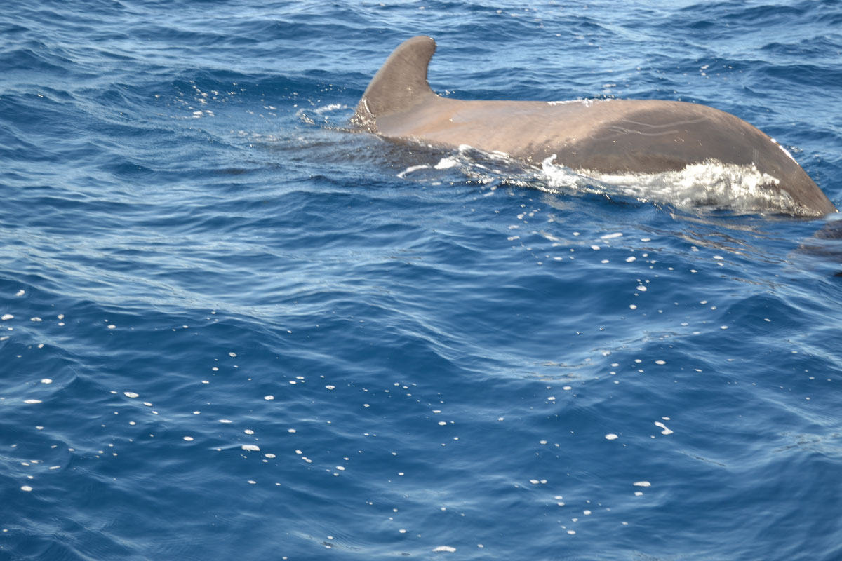 Geleidenwalvis die in het water zwemt voor de kust van Tenerife.